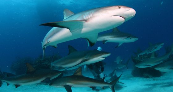 Shark Alley Bahamas Caribbean reef shark
